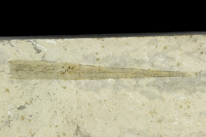 Fossil Orthoconic Nautiloid - Bear Gulch Limestone, Montana #130254